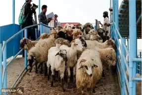 قیمت دام زنده امروز ۲۲ اردیبهشت ۱۴۰۵ + جدول