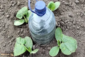 ایده های خلاقانه؛ بطری های پلاستیکی آب معدنی دور ننداز باهاش باغچتو قطره ای آبیاری کن