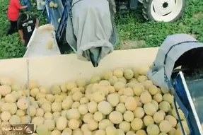 کشاورزی نوین؛ ماشینای پیشرفته جمع آوری طالبی از مزارع دیگه کسی با دست جمع نمیکنه