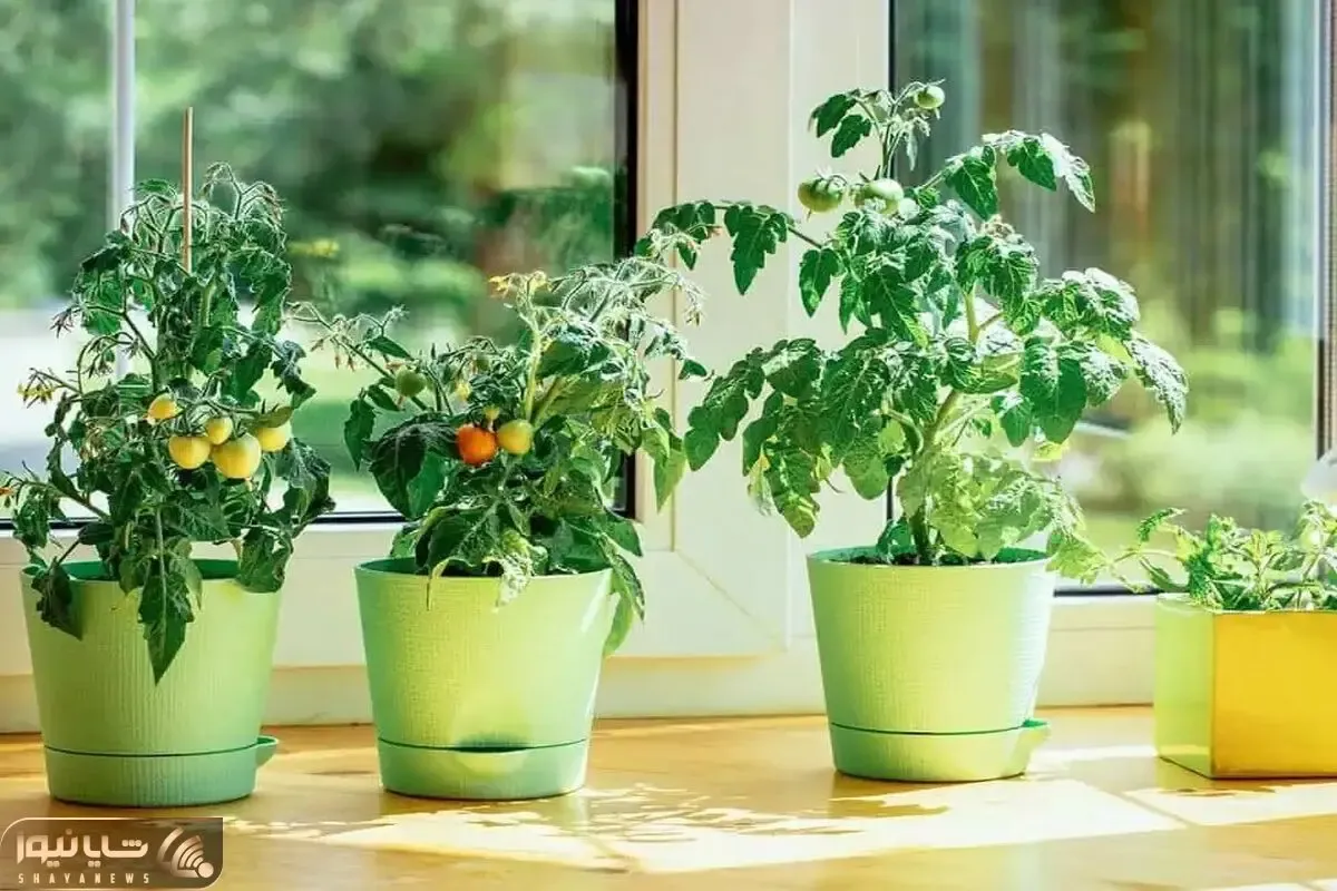 کاشت و برداشت خانگی؛ این جوری تو گلدان یه گوجه بکار و 9 کیلو برداشت کن