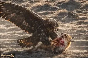 مستند حیات وحش؛ عقاب چنگالش رو عین نیزه فرو میکنه تو بدن روباه تناول کنه