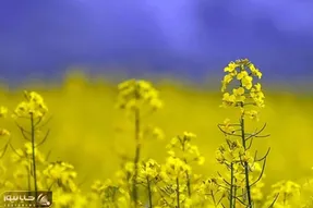 تصمیم جذاب دولت برای کشاورزان