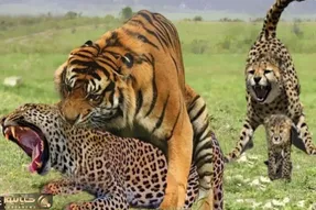 مستند حیات وحش؛ ببر؛ پلنگ