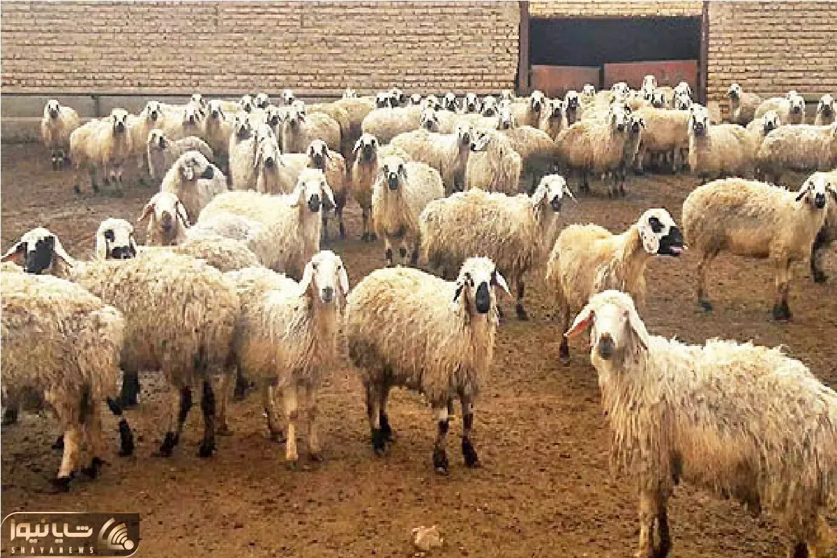 (جدول) قیمت دام زنده امروز ۳۰ فروردین ۱۴۰۴/ روند فرسایشی بازار ادامه دارد