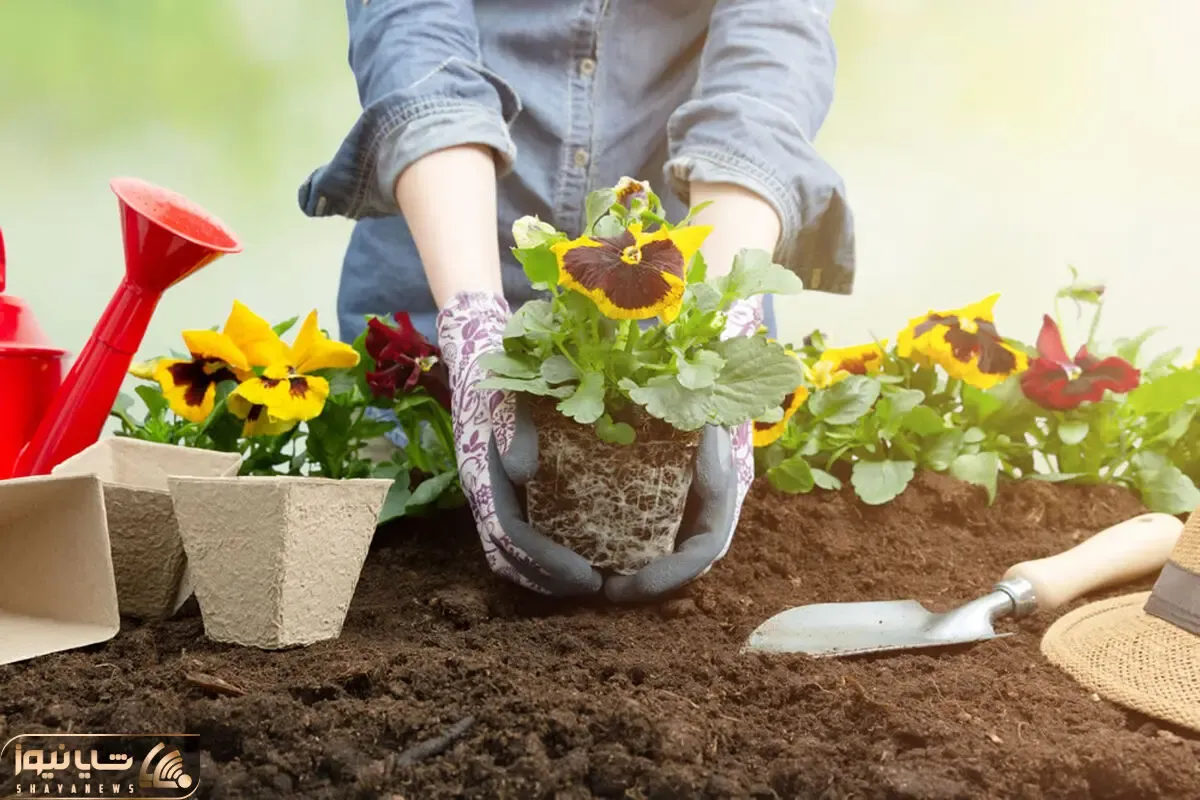 کاشت و برداشت خانگی؛ چه خاکی برای گیاهان آپارتمانی خوبه؟ بهترین ترکیب خاک رو گفتم