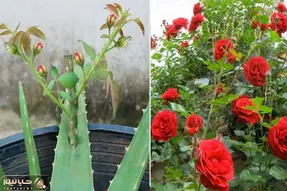 کشاورزی خلاقانه؛ چجوری گل رز رو تکثیر کنیم؟ با آلوئه ورا قلمه بزن محشر میشه