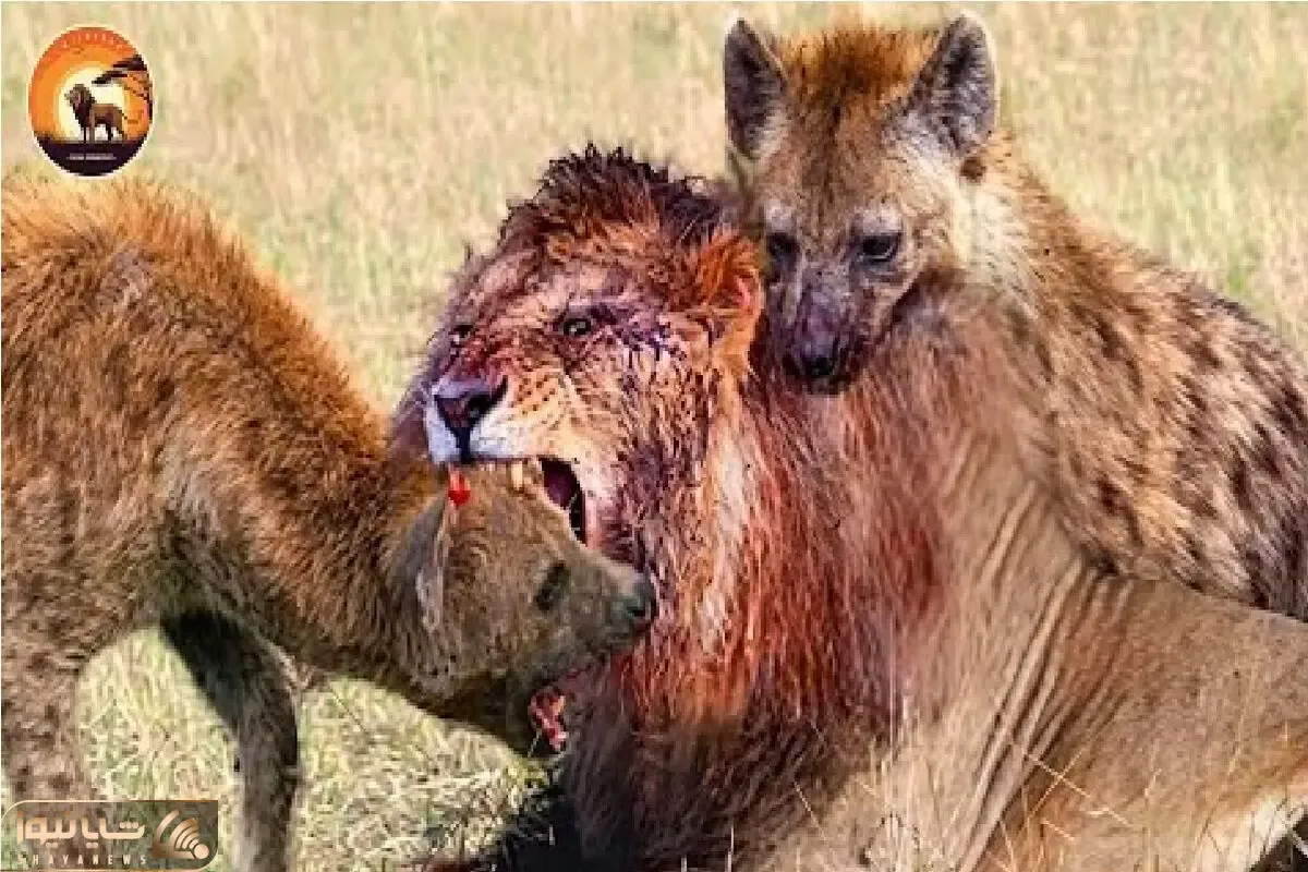 مستند حیات وحش؛ کفتار گرفتار سلاطین جنگل میشه پرچم سفیدش علم میشه