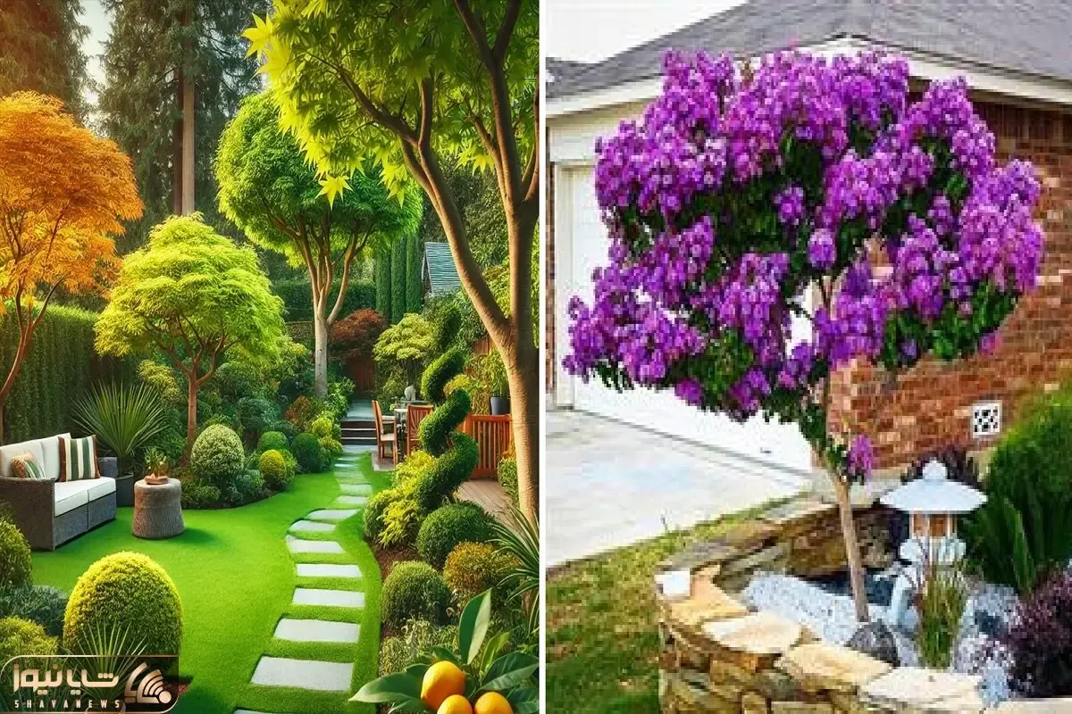 درختان سریع الرشد حیاط؛ زیباترین و زرنگ ترین درخت هایی که برای فضای باز و باغ عالین