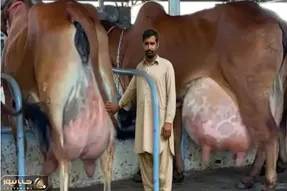 گاوهای باورنکردنی؛ گاو از بس شیرش زیاده موقع راه رفتن الان که ملق بشه