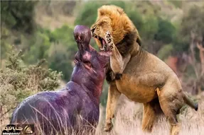 نبرد حیات وحش/ شیر وحشیانه میپره و دندوناشو تو گردن کلفت اسب آبی فرو میکنه