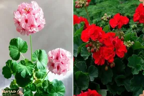 راهنمای نگهداری از گل شمعدانی / نکاتی برای شادابی و همیشه گل دار بودن گیاه شمعدانی