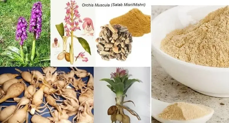 معجون ثعلب چیست؟ تقویت قوای جنسی یا درمان کرونا؟