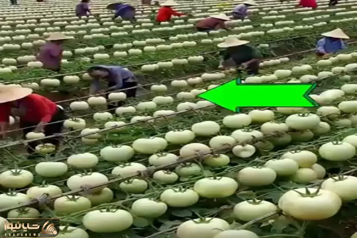کشاورزی نوین؛ با دستکاری بذر مزرعه گوجه فرنگی زدن هنوز کالن قد هندونه ان برسن چی میشن