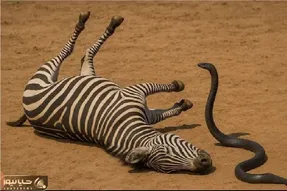 مستند حیات وحش / مامبای سیاه زهرآلود خر سیاه سفید را مثل برق زد زمین