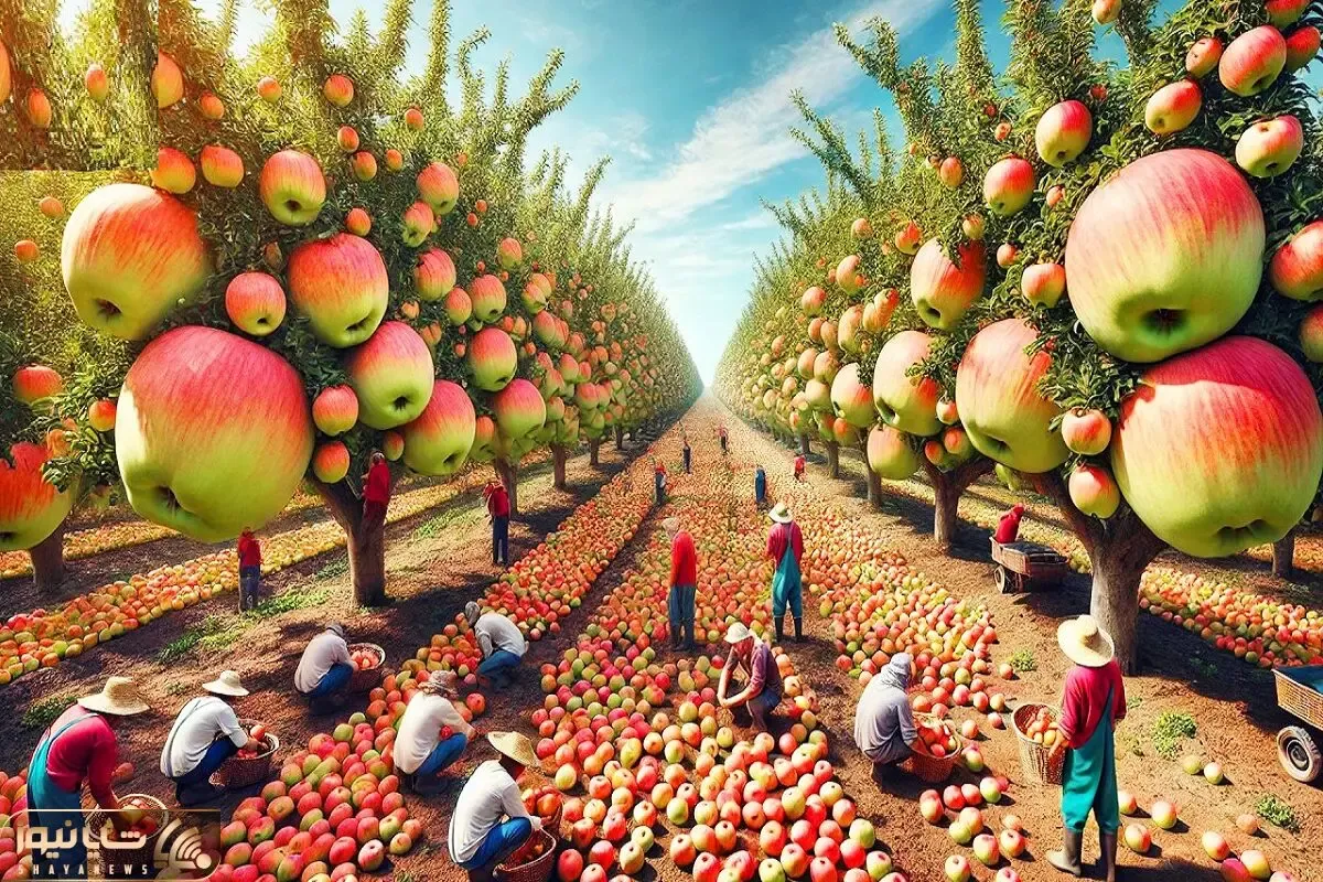 کشاورزی نوین؛ با تجهیزات به روز و سموم نوین سیب لپگلی پرورش داد شاخه درخت کج شد