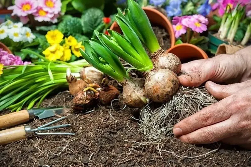 راهنمای خرید پیاز گل و کاشت گیاهان پیازی