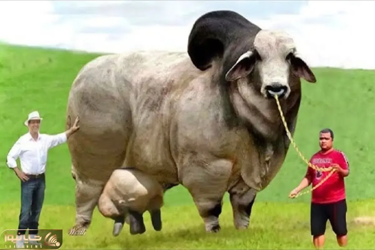 گاوهای باورنکردنی؛ گاو نازنازی سه هزار و 500 کیلو وزن شاخش پهن رشد کرده