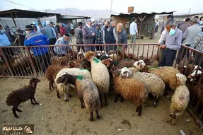 قیمت دام زنده امروز ۱ بهمن ۱۴۰۳/ ترمز بازار دام زنده کشیده شد
