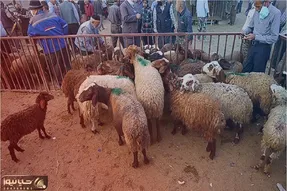 قیمت دام زنده امروز ۶ خرداد ۱۴۰۴‌ + جدول