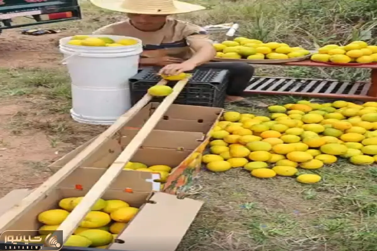 کشاورزی نوین؛ دوتا تخته گذاشت یه تنه جای 5 نفر کار کردن همه جعبه ها پر میوه شد