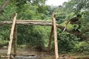معماری خلاقانه؛ تو مسیر رودخونه شاخه درخت افقی رد شده بود کلبه شو سنجاق کرد بهش ساخت