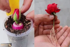 کشاورزی خلاقانه؛ چجوری گل رز رو تکثیر کنیم؟ با پیاز قرمز قلمه بزن عالی میشه