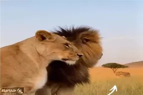 طنز حیات وحش؛ سلطان جنگل به یه ماده دیگه نگاه کرد از ماده خودش کتک خورد!