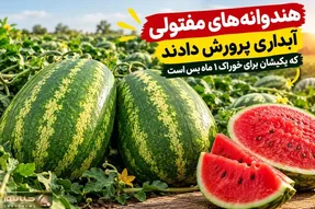 (ویدیو) چنان هندوانه های مفتولی آبداری پرورش دادند که یکیشان برای خوراک 1 ماه بس است