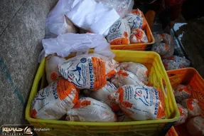 پر و بال تولید مرغ چیده شد