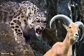 از جذابیت‌های حیات وحش؛ پلنگ خواست بز کوهی شکار کنه با هم غلت خوردن قعر دره