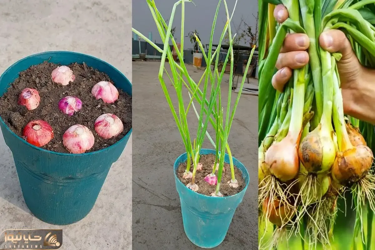 کاشت و برداشت خانگی؛ خودت توی خونه پیاز بنفش بکار تا واسه سالاد شیرازی لنگ نمونی
