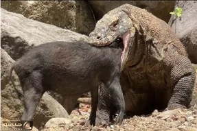 مستند حیات وحش؛ اژدهای کومودو ته گراز فشار به سنگ جا کنه تو حلقش
