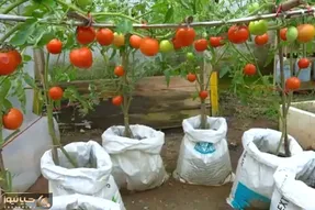 کاشت و برداشت خانگی؛ توی گونی گوجه فرنگی کاشته خروار خروار محصول برداشت کرده