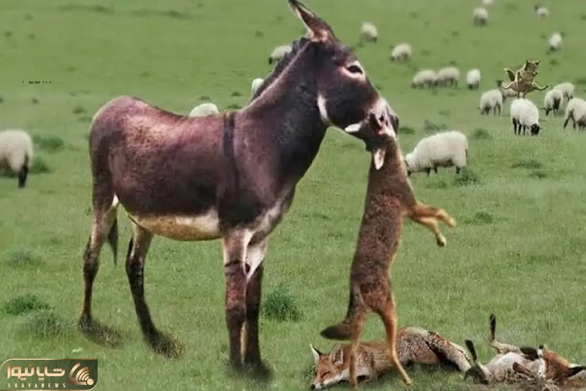 مستند حیات وحش؛ نبرد خصمانه الاغ ددمنش و کفتار سفاک بعد حمله به گله