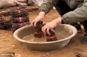 کشاورزی نوین؛ باهوشا تو هر کاری پول درمیارن مرد با آشغال شاخه مزرعه انگور ۱۰۰۰ تنی زد