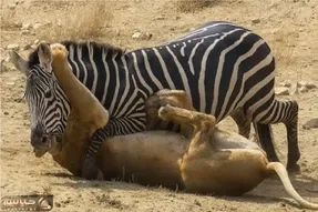 شاهکار حیات وحش / خر خط دار برای حراست از فرزند حماسه آفرین شد