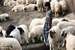 (جدول) قیمت دام زنده امروز ۱۲ دی ۱۴۰۳