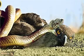 مستند حیات وحش؛ عقاب با قصد جون مار فرود اومد جفتشون نثار شکم پلنگ شدن