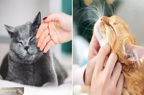 چرا گربه نمیذاره نازش کنم؟/ 5 تا از مهم ترین دلایل که اگه بدونی محبوب کل گربه ها میشی