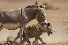 شاهکار حیات وحش / درگیری خر با حیوانات گاه برای بقا گاه برای کمیک