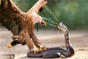 مستند حیات وحش؛ لحظه دلخراشی که مار طعم زهرش را به عقاب چشاند