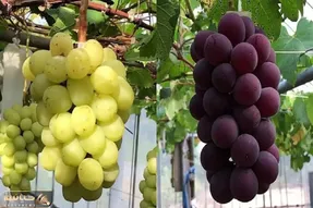 کشاورزی نوین؛ تو ژاپن با تجهیزات بروز انگور کاشتن هر دونش اندازه گردو هر خوشش 10 کیلو