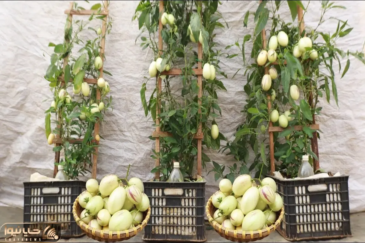 کاشت و برداشت خانگی؛ راهنمای پرورش خربزه پپینو توی خونه باورت نمیشه چقدر خوشمزس