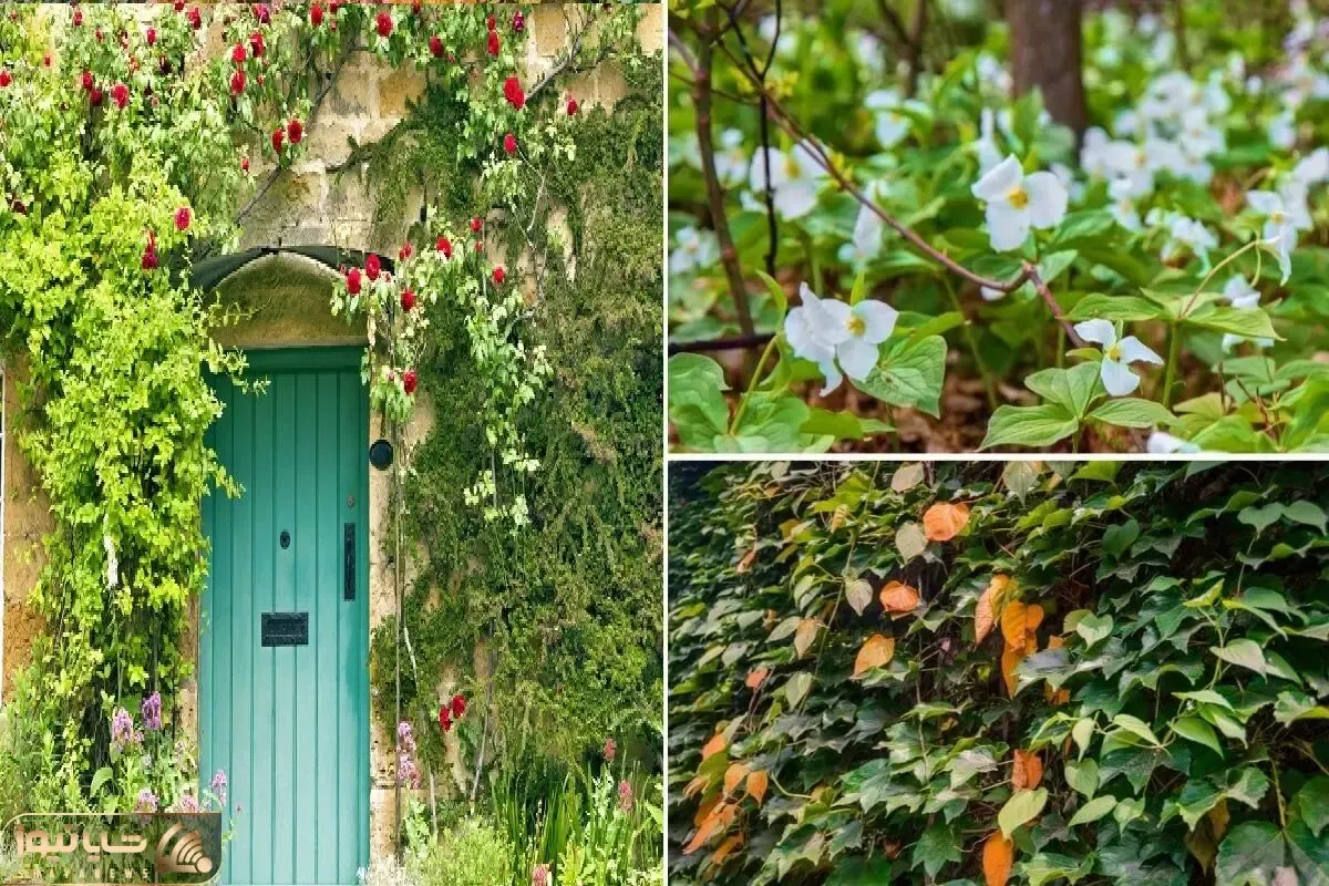گیاهان چسبنده برا ایجاد دیوار سبز در بالکن، حیاط و داخل خونه / همیشه سبز در تمام فصول