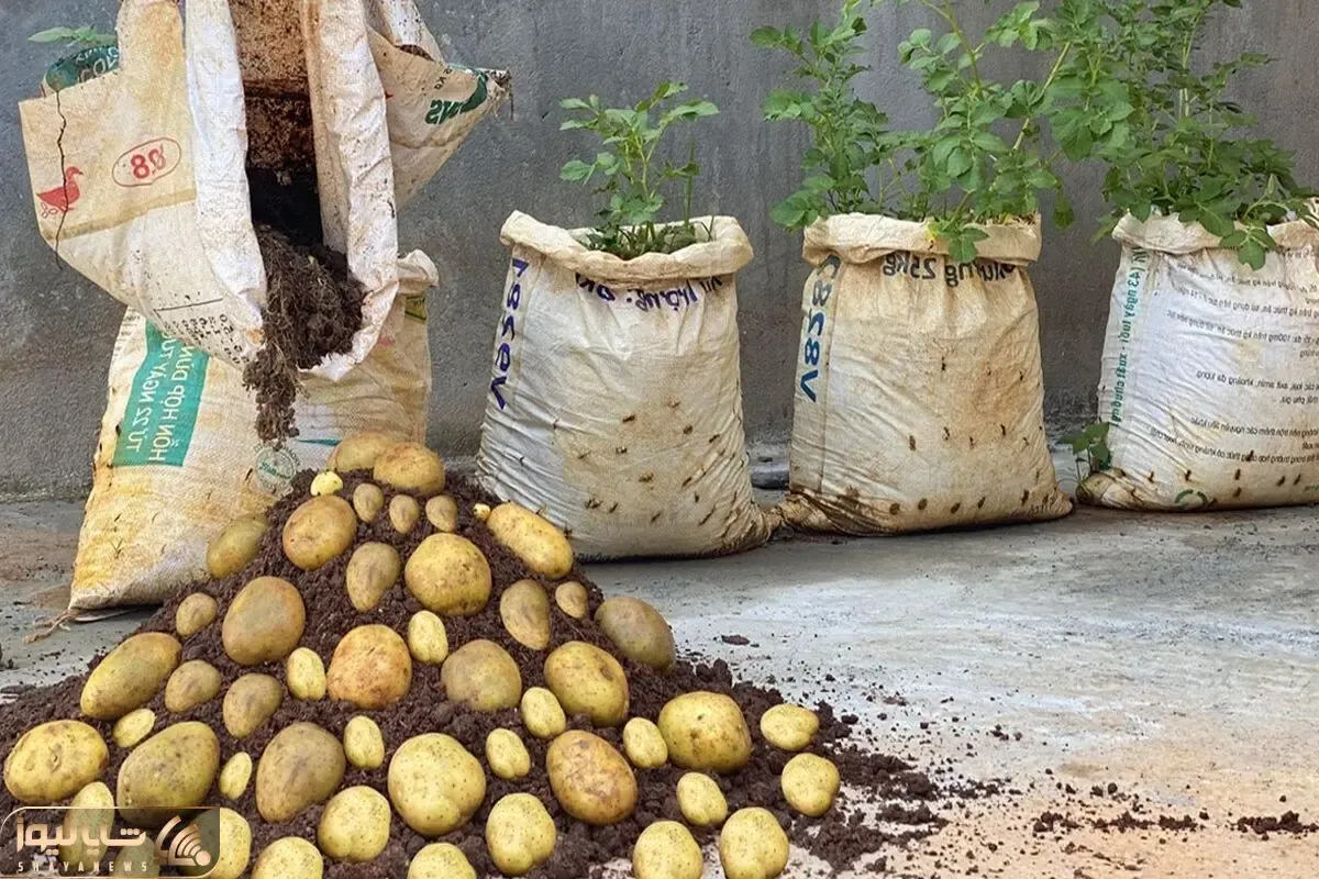 کاشت و برداشت خانگی؛ غصه نخور که باغچه نداری ببین توی تراس تو گونی سیب زمینی کاشتن