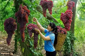 کشاورزی نوین؛ انگور پرورش دادن خوشه ای ۲کیلو وزنشونه چیدنی مثه نوزاد باید بغلشون کرد