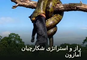 مستند حیات وحش؛ استراتژی شگفت انگیز شکارچیان آمازون