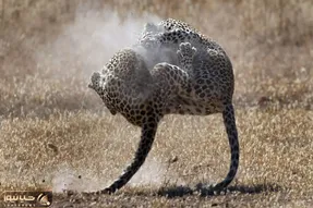 از جذابیت های حیات وحش؛ سقوط مرگبار دو تا پلنگ از رو درخت ضربه مغزی شدن انگار
