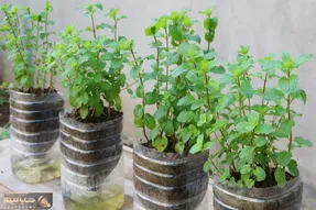 ایده های خلاقانه؛ بطری های پلاستیکی دوغ و نوشابه دور ننداز توش نعناع بکار عالی میشه