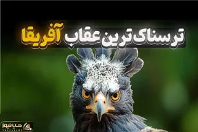 مستند حیات وحش؛ عقاب تاجدار جمجمه‌ حیوان ۳۰ کیلویی رو خرد میکنه